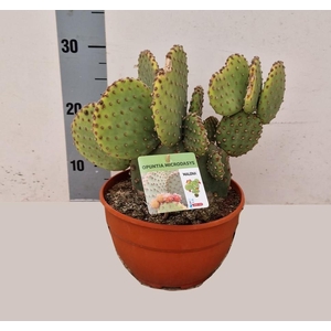 OPUNTIA