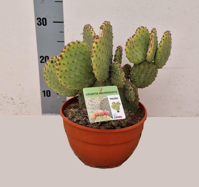 <h4>OPUNTIA</h4>