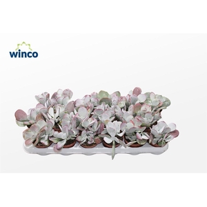 Cotyledon Ssp.(pink Leaf)