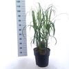 Miscanthus sinensis Malepartus