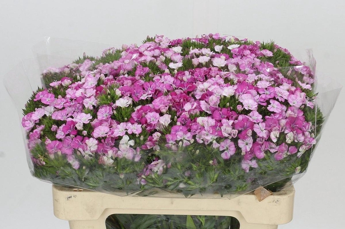 <h4>DI BARB AM ROSE</h4>