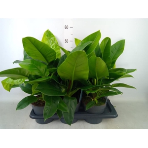 Philodendron  'Imperial Green'