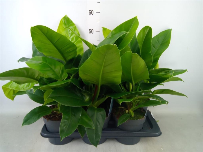 <h4>Philodendron  'Imperial Green'</h4>
