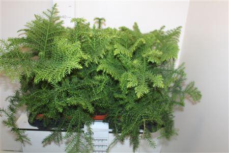 <h4>Arau Heterophyl</h4>