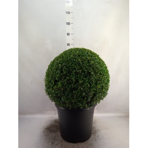 Buxus semp.   ...