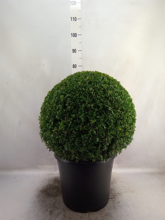 <h4>Buxus semp.   ...</h4>