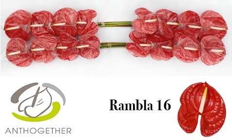 <h4>ANTH A RAMBLA 16</h4>