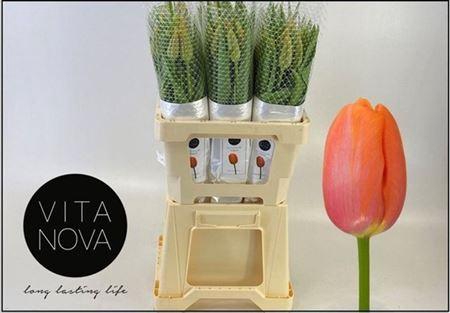 <h4>Tu En Avignon</h4>