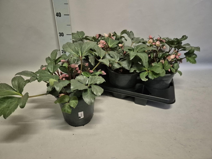 <h4>HELL ANGEL GLOW</h4>