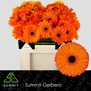 Gerbera Applause Water