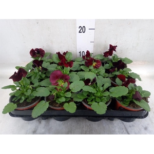 Viola wr. 'Alpha Red Wing'