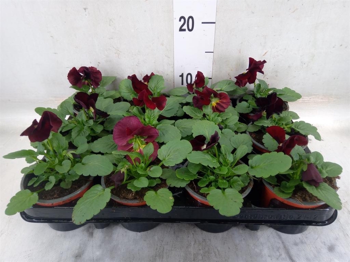 <h4>Viola wr. 'Alpha Red Wing'</h4>