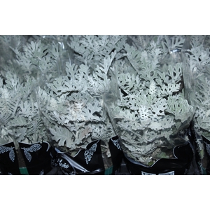 CINERARIA MARITIMA P14
