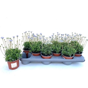 FELI AMELLOIDES