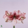 Hipp Ga Showmaster