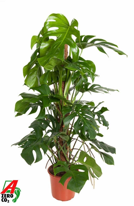 <h4>Monstera Deliciosa mosstok P24</h4>