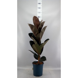 Ficus elastica 'Abidjan'