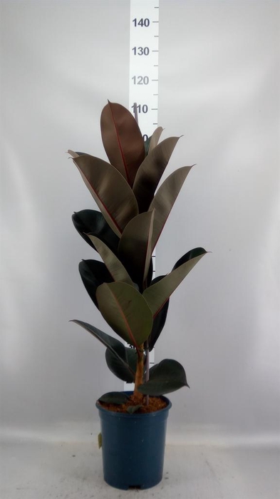 <h4>Ficus elastica 'Abidjan'</h4>