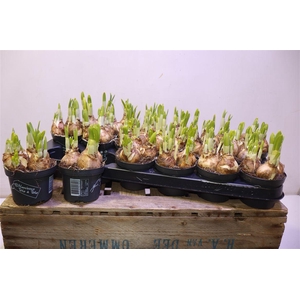 arr8 Narc O Tete A Tete