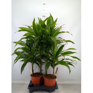 Dracaena fr de 'Art'