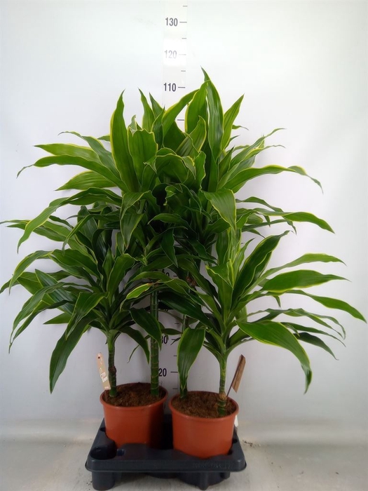 <h4>Dracaena fr de 'Art'</h4>