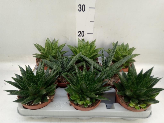 <h4>Aloe ...mix</h4>