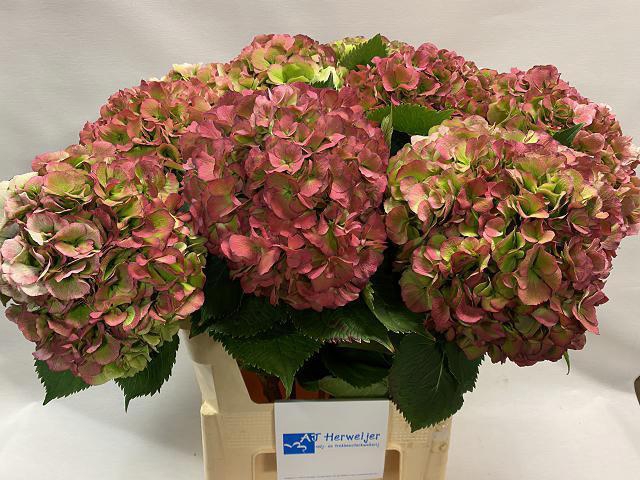 <h4>HYDR M ELBTAL CL</h4>