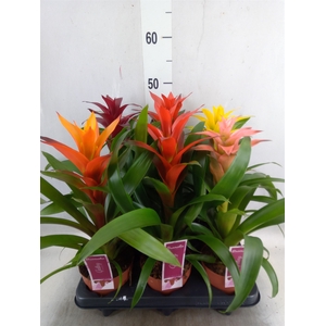 Guzmania   ...mix