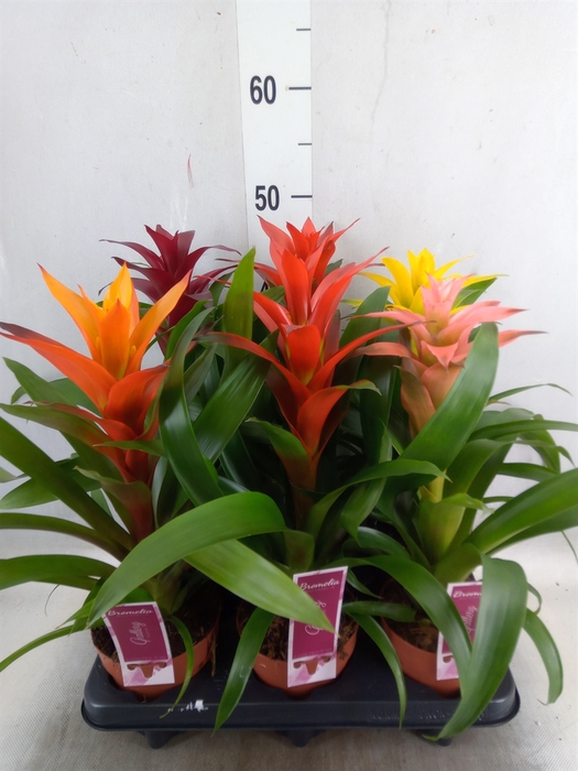 <h4>Guzmania   ...mix</h4>
