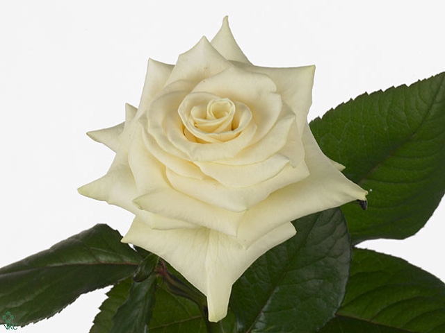 <h4>ROSA GR MONDIAL</h4>