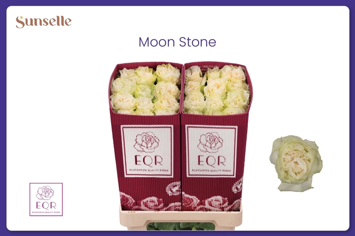 <h4>R GR MOONSTONE</h4>