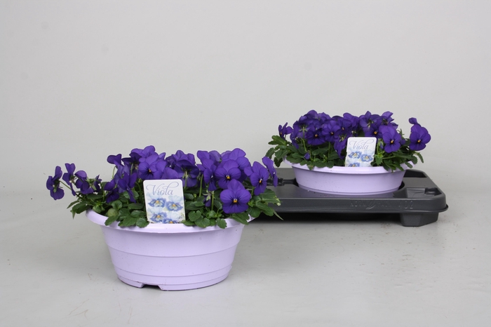 <h4>VIO CO PEN BLUE</h4>