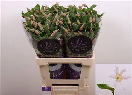 <h4>Clematis Amazing Kansas</h4>