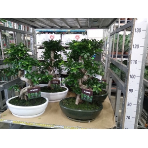 Ficus microcarpa 'Ginseng'