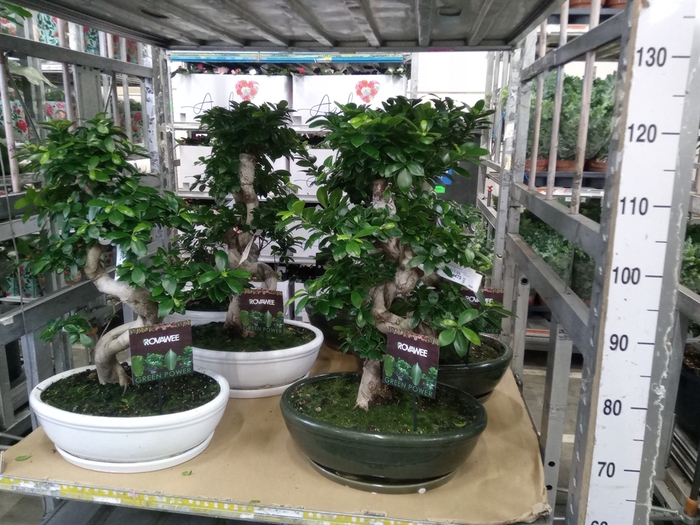 <h4>Ficus microcarpa 'Ginseng'</h4>