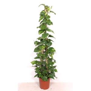 Epipremnum pinnatum Aureum