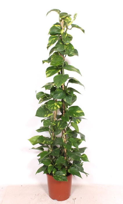 <h4>Epipremnum pinnatum Aureum</h4>