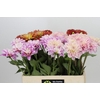 Dahlia Gemengd in fust