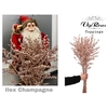 ILEX  CHAMPAGNE 70 cm