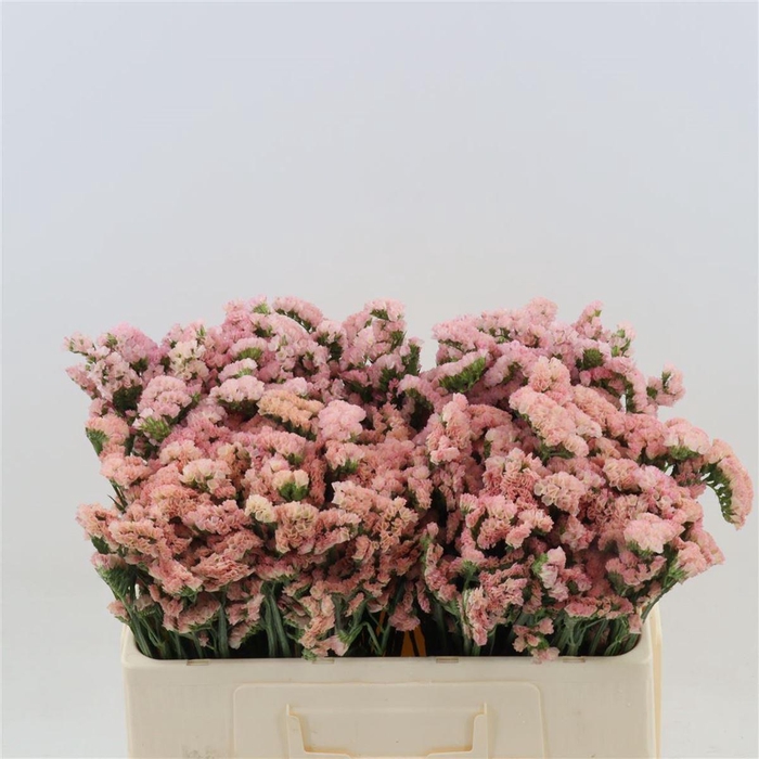 <h4>Statice Peach Wings</h4>