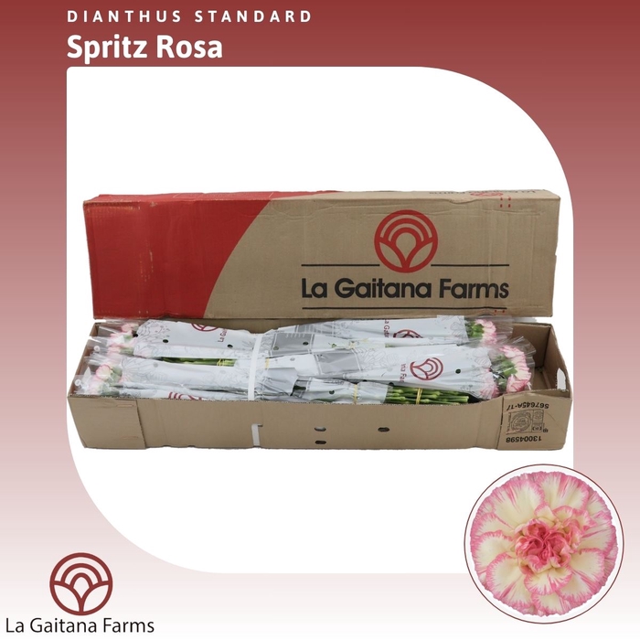 <h4>Dianthus St Spritz Rosa</h4>