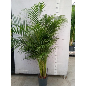 Dypsis lutescens   ...Chrysalidoca