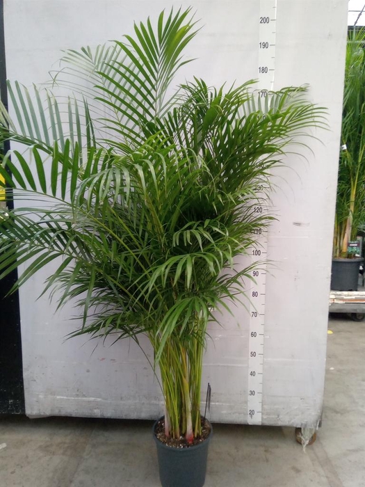 <h4>Dypsis lutescens   ...Chrysalidoca</h4>