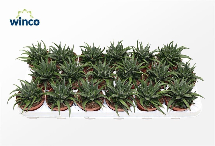 <h4>Haworthia Herbaceae</h4>