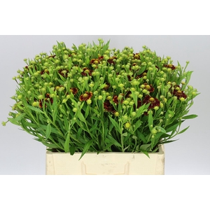 Helenium Moerheim Beauty