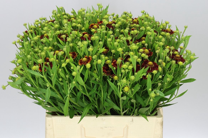 <h4>Helenium Moerheim Beauty</h4>