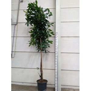 Ficus cyathistipula