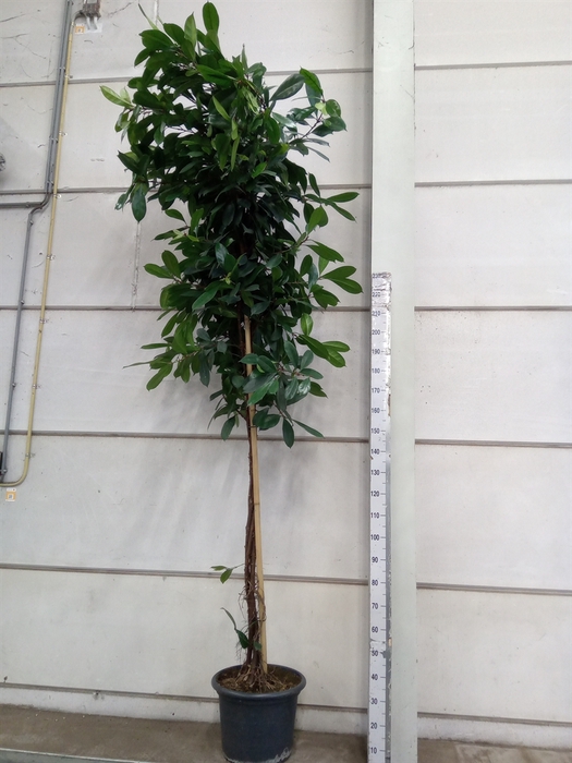 <h4>Ficus cyathistipula</h4>