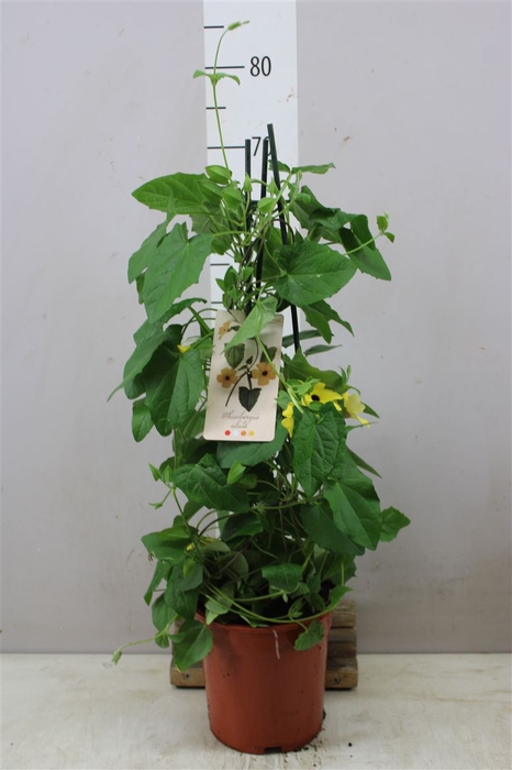 <h4>Thunbergia Suz Yellow With Eye</h4>