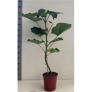 Paulownia Tomentosa